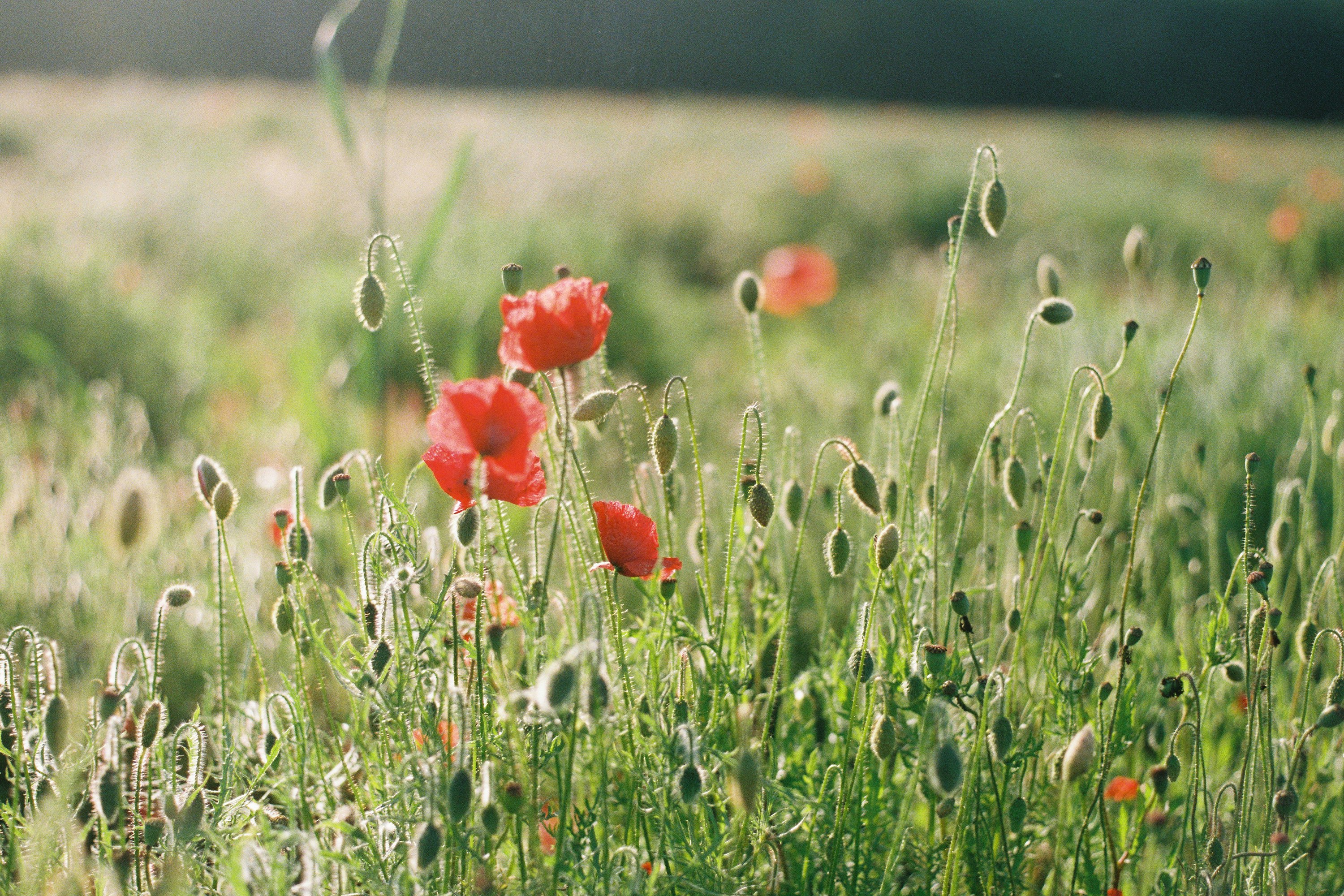 red flower on green grass field during daytime